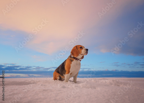 Beagle dog on a background of a beautiful winter sunset