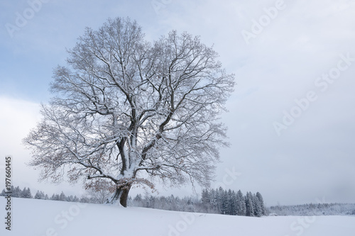 verschneiter Baum nach Schneesturm im Oberallgäu
