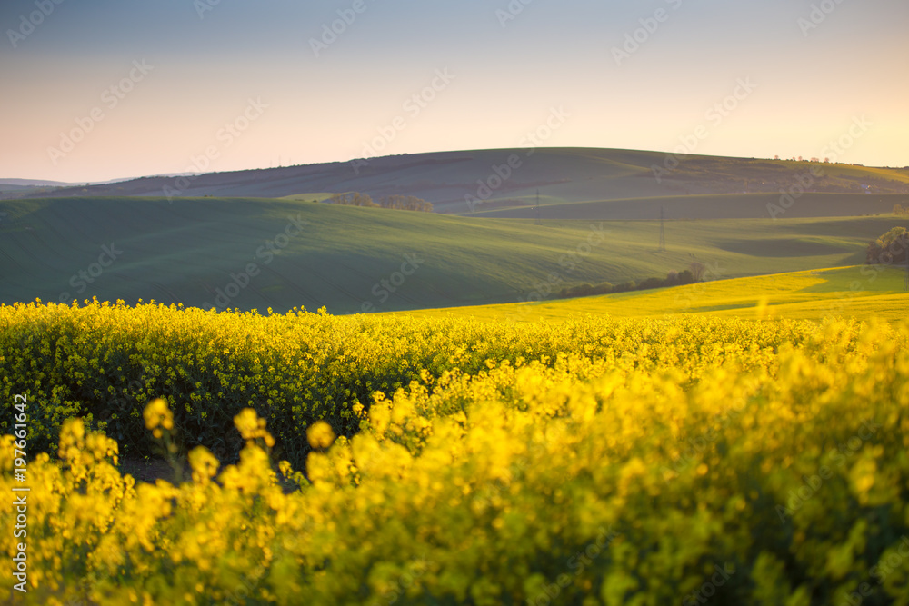 Spring yellow fields
