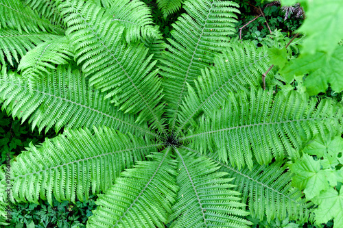 Fern grows thick in the wet spring forest, view from above