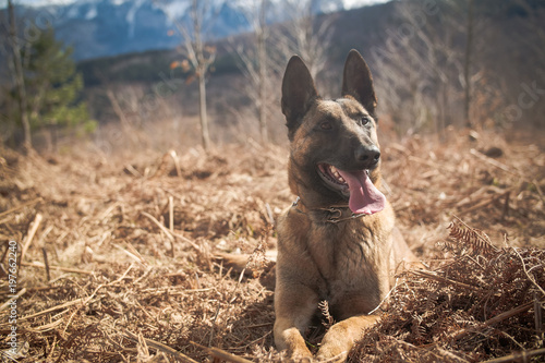 Belgian Shepherd Posing in Front of a Camera With Mountains In The Background