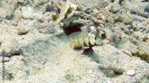 Symbiotic relationship between  shrimps - blind worker and  Steinitzs Shrimpgoby (  Amblyeleotris Steinitzi )