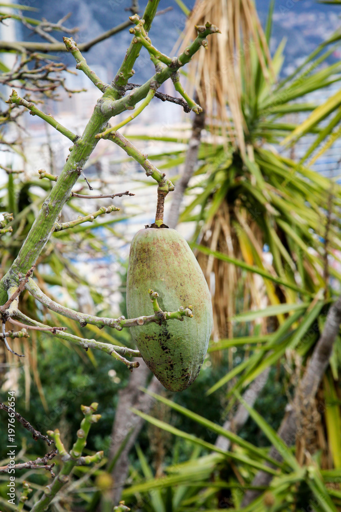 Frucht an einem Baum Frucht an einem Baum