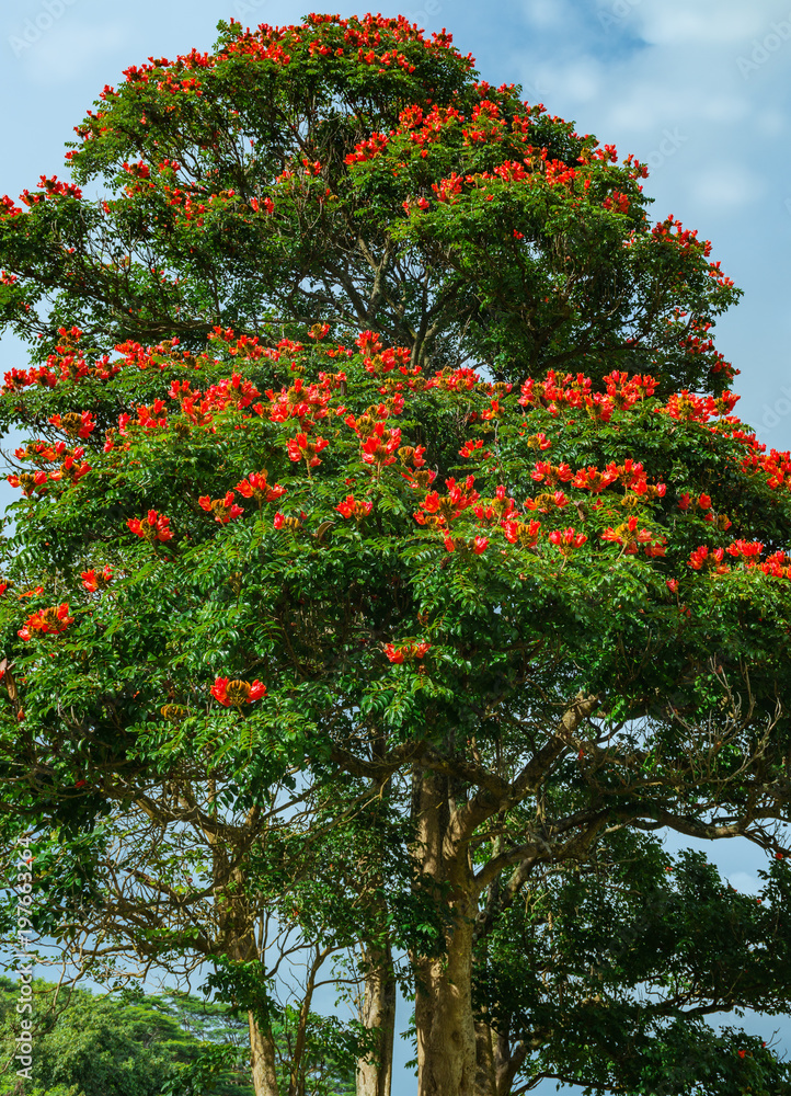 A typical tree on the roadside on Kauai Hawaii in full bloom A typical tree on the roadside on Kauai Hawaii in full bloom