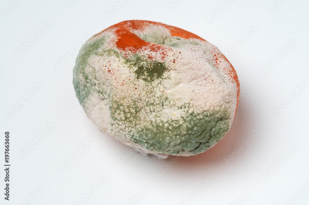 Clementine mit Schadschimmel Clementine mit Schadschimmel