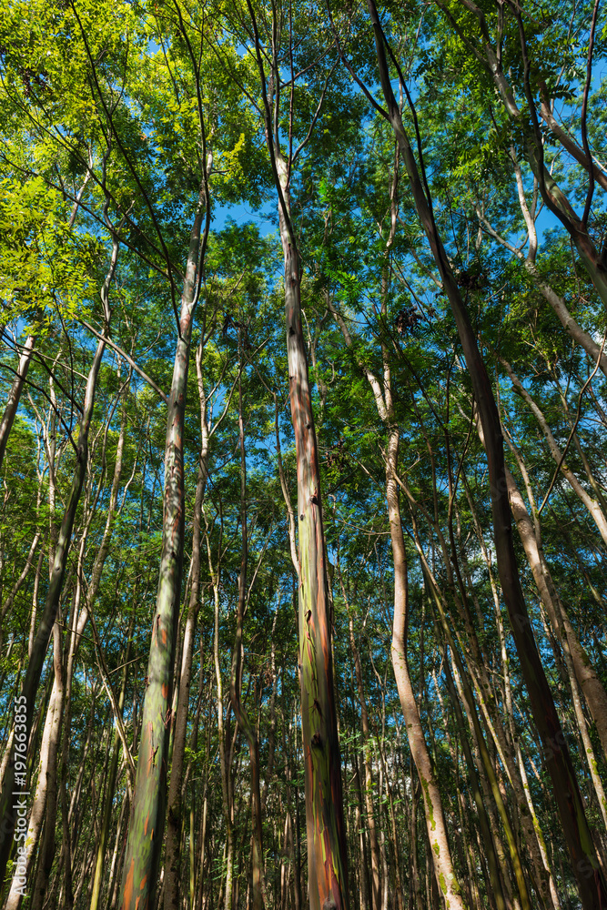 Fototapeta premium a young eucalyptus forest on kauai hawaii