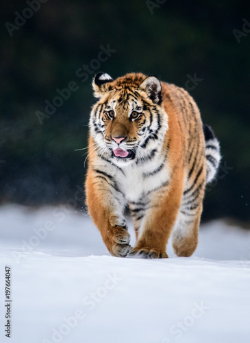 Siberian Tiger in the snow  Panthera tigris 