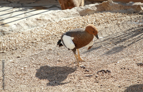 Magellangans, Bernache De Magellan (Chloephaga picta)  photo