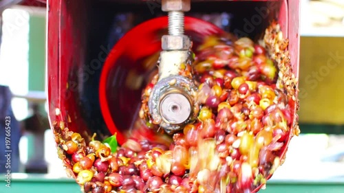 Wet process method 100% Organic arabica coffee beans in CHIANG RAI, North of Thailand.