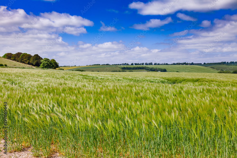 English rural landscape with barley field