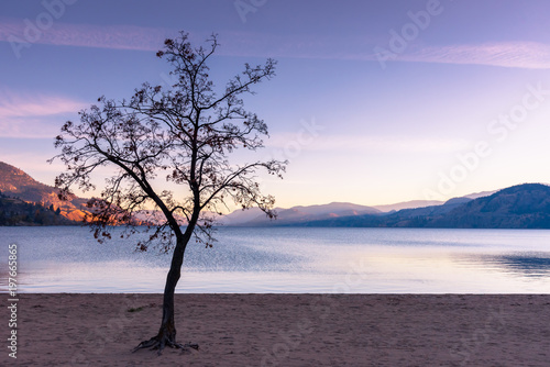 Leafless tree silhouetted against sunset sky, mountains, lake, and beach in autumn