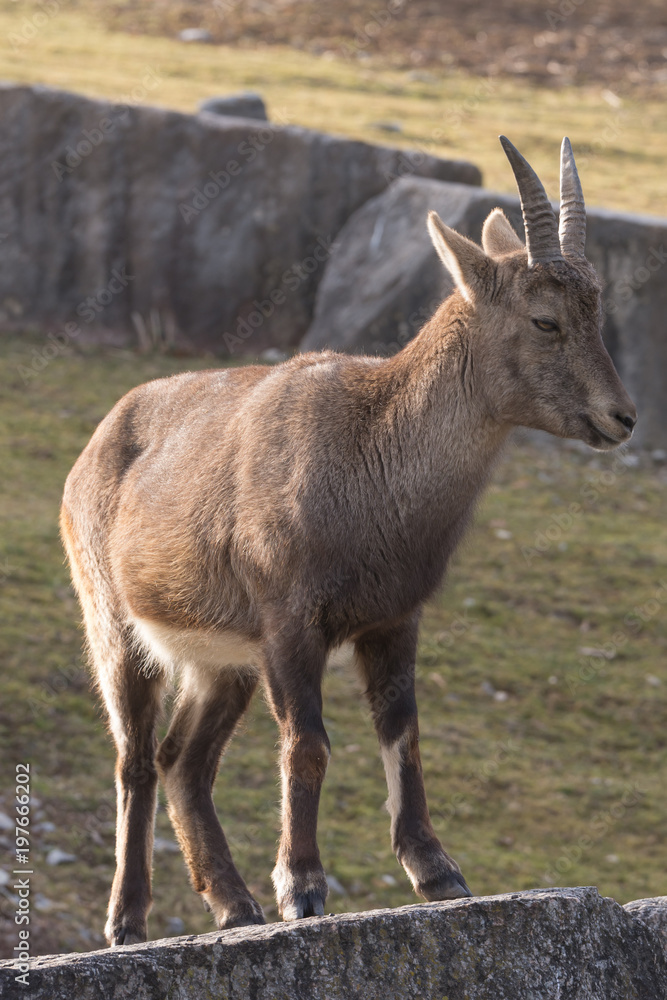 Obraz premium Alpensteinbock im Tiergehege