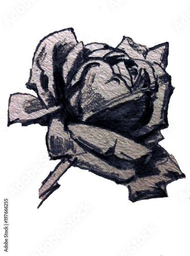 pencil drawing art background floral exotic flower rose single bloom textured decoration hand beautiful delicate romantic 