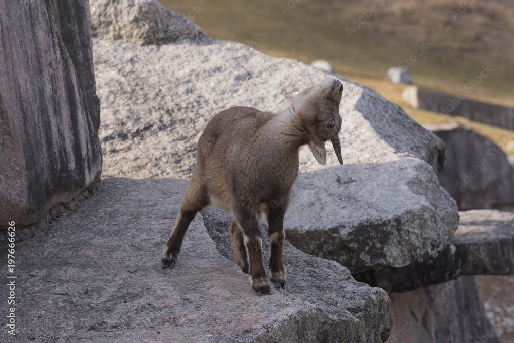 Alpensteinbock im Tiergehege Alpensteinbock im Tiergehege