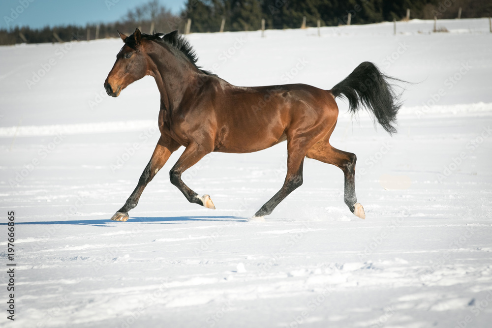 Horse running free, galloping and trotting in the sunshine, in the snow in a pasture. Horse running free, galloping and trotting in the sunshine, in the snow in a pasture.