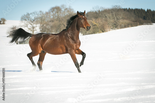Horse running free, galloping and trotting in the sunshine, in the snow in a pasture.