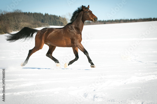 Horse running free  galloping and trotting in the sunshine  in the snow in a pasture.