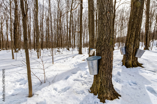 Buckets collect sap on maple trees at St-Gregoire Quebec 