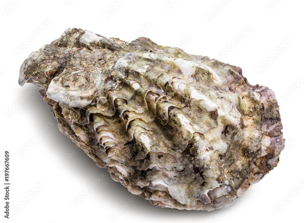 Fresh oysters isolated with shadow on white background