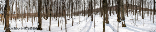 Panoramic view of buckets collect sap on maple trees
