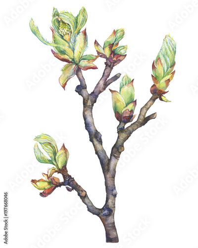 A young spring branch of a chestnut tree with buds and leaves. Watercolor hand drawn painting illustration isolated on a white background.
