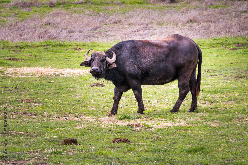 Mediterranean water buffalo looks up from grazing on hay laid in the pasture. Cows from this herd are milked for making mozzarella cheese. Mediterranean water buffalo looks up from grazing on hay laid in the pasture. Cows from this herd are milked for making mozzarella cheese.