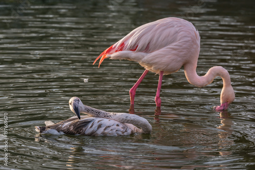 Flamingos im Park