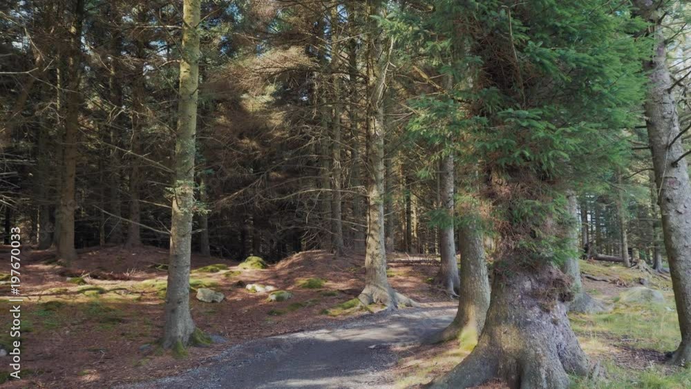 Steadicam establish shot. High trees, bare branches or with foliage. Detail of trees in fairy woods. Spring, autumn landscape in the forest. Walking on the forest path in amazing weather with sunlight Steadicam establish shot. High trees, bare branches or with foliage. Detail of trees in fairy woods. Spring, autumn landscape in the forest. Walking on the forest path in amazing weather with sunlight