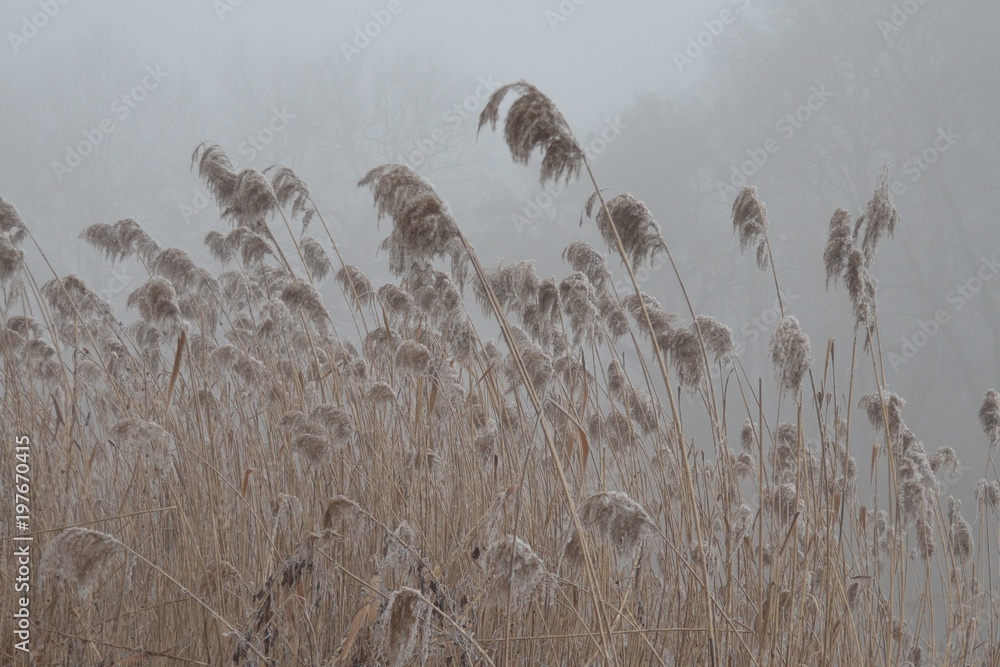 Polska zima, suche trawy we mgle - obrazy, fototapety, plakaty 