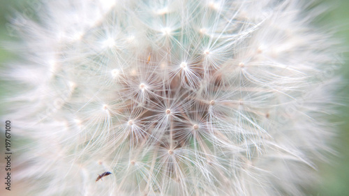 Dandelion fluffy close-up
