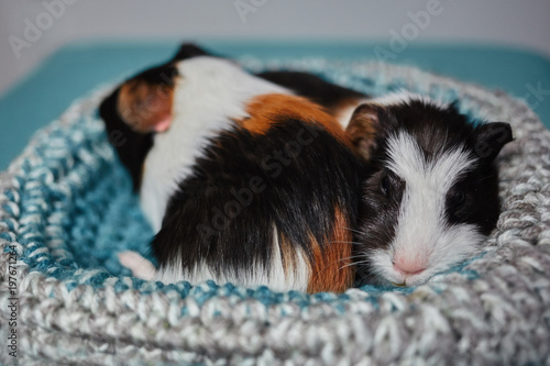 adorable two american guinea pigs tricolored with swirl on head on knitted pillow © Polina