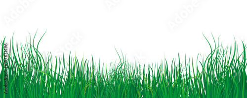 Grass on white background - vector