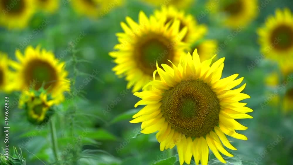 Field of beautiful sunflowers in a sunny day Field of beautiful sunflowers in a sunny day