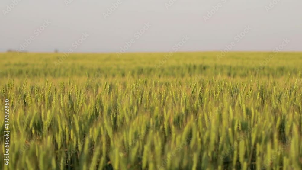 Ripe wheat field details Ripe wheat field details