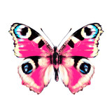 beautiful pink butterfly, isolated  on a white