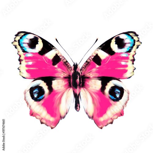 beautiful pink butterfly, isolated  on a white © aboard