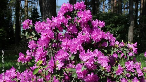 Wallpaper Mural Blossoming rhododendron in the  garden.
 Torontodigital.ca