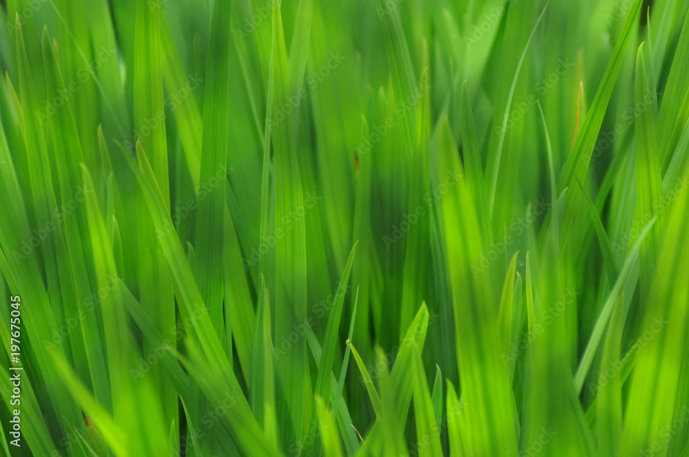 lush green grass close up background lush green grass close up background