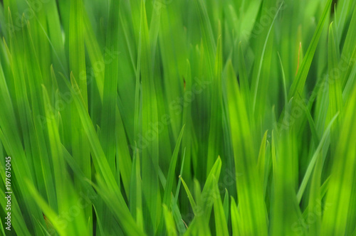 lush green grass close up background