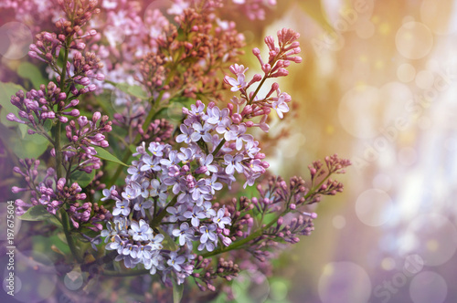 branches of purple lilac. close-up.Bright spring morning in the garden. The rays of the sun shine through the leaves. The branches of a lilac close up.