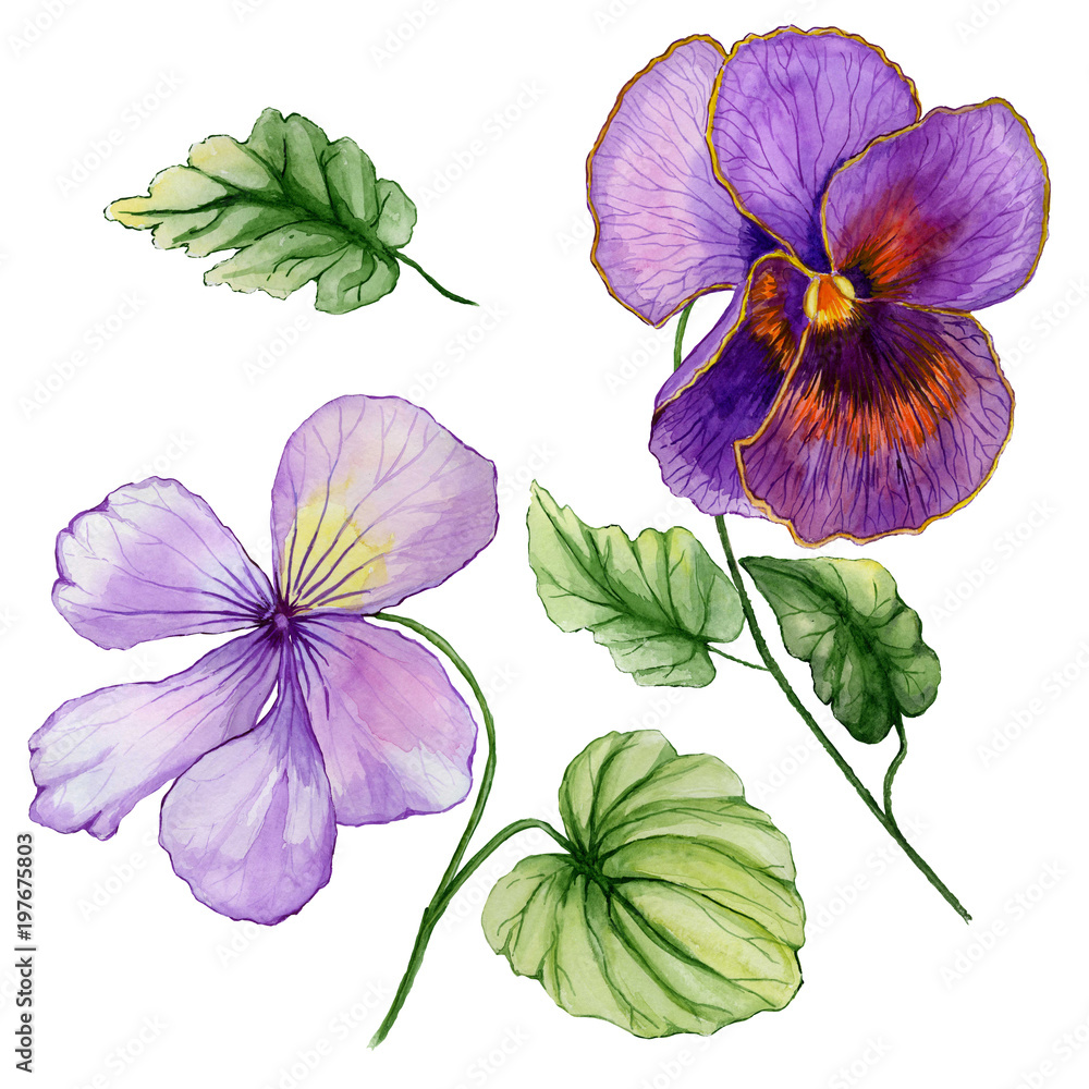 Beautiful botanic set (vivid purple viola flowers and leaves). Colorful  violet flower and green leaves isolated on white background. Watercolor  painting. Stock Illustration | Adobe Stock
