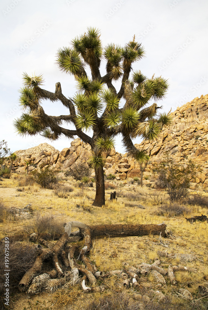 Spring Day at Joshua Tree National Park Spring Day at Joshua Tree National Park