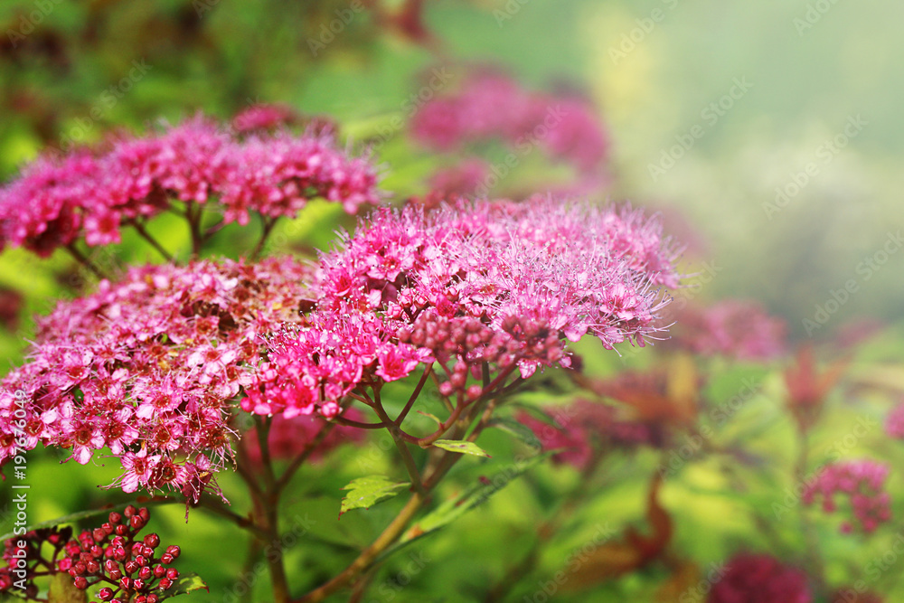 pink flowers on the green grass background pink flowers on the green grass background