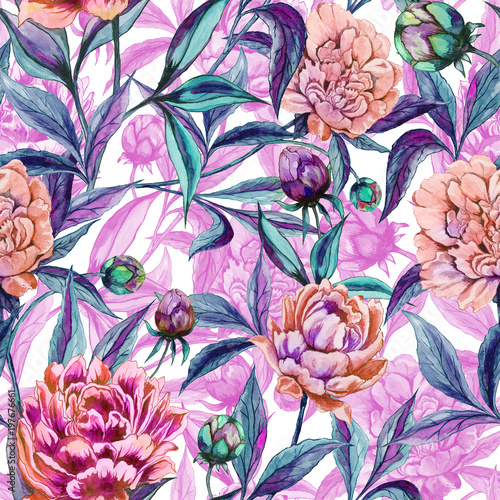 Beautiful colorful peony flowers with leaves, buds and pink outlines on white...