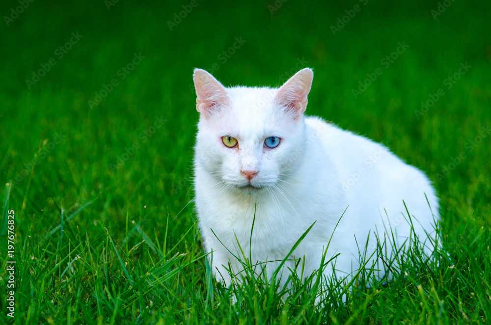 A white house cat (Felis silvestris catus), with one green eye and one blue eye, sits in green grass looking toward the camera