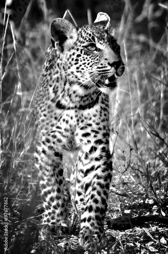 Black white baby Leopards 