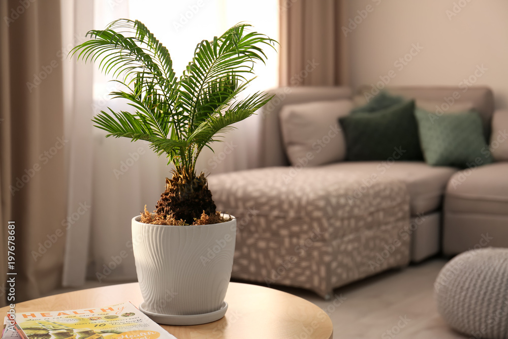 Flowerpot with tropical palm tree on table indoors Flowerpot with tropical palm tree on table indoors
