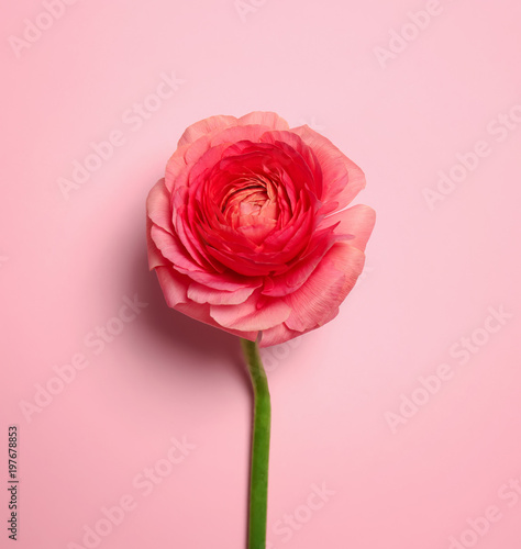 Beautiful ranunculus flower on color background