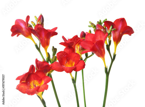 Beautiful freesia flowers on white background