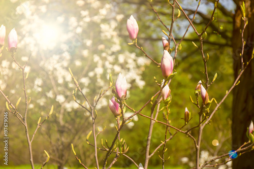 Magnolia tree with flower buds. Flowering in the spring